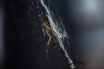 Macro Spider