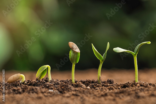 Fotografía Little green seedlings growing in fertile soil against blurred background