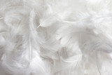 Fototapeta Boho - solf white feathers background. Swan feathers