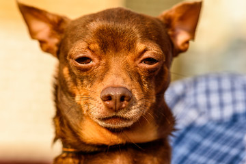 Very close-up portrait of a small domestic dog.