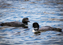Two Loons On The Water