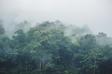 Evergreen Misty Forest In Foggy Morning , Thailand Rainforest