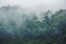 Evergreen Misty Forest In Foggy Morning , Thailand Rainforest