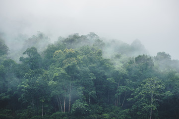 Fototapeta sosna drzewa dżungla natura pejzaż