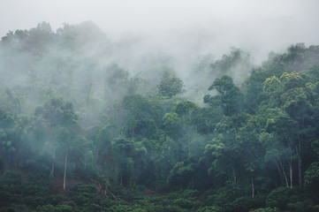 Obraz na płótnie natura pejzaż drzewa dżungla