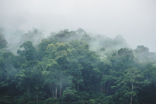 Fototapete -  - evergreen misty forest in foggy morning , thailand rainforest