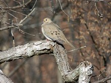 Mourning Dove On A Branch