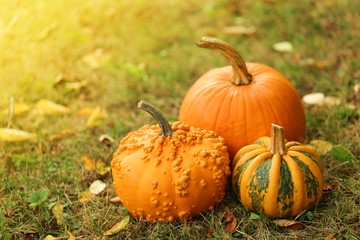 Wall Mural - Autumn Pumpkins. Pumpkin Harvest.Group of pumpkins on the lawn with autumn leaves in the sun.Autumn mood in warm tones.