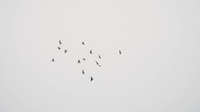 Birds Flying In The Sky, Slow-motion, 1080 120p
