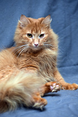 Canvas Print - red fluffy cat on a gray background