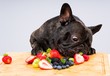 French bulldog ready to eat fresh fruits , vegetables