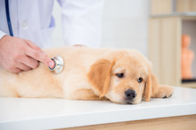 Sick Dog Face Expression While Veterinarian Checking Dog By Stethoscope In Vet Clinic