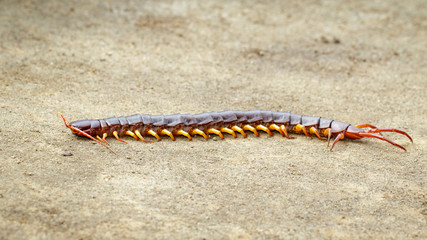 Wall Mural - Image of centipedes or chilopoda on the ground. Animal. poisonous animals.