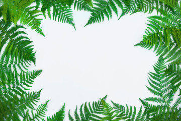 Wall Mural - Frame made of green fern leafs, palm frond on white background. Abstract tropical leaf background, trendy creative design. Flat lay, top view, copy space