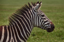 Portrait Of Zebra In The National Park