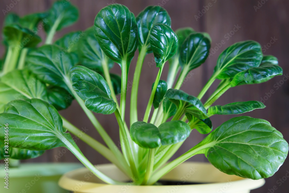 Natural vegetarian food, raw food diet. Healthy healthy vitamin nutrition. Growing plants at home on the windowsill and balcony in pots. Chinese cabbage harvest leaves tatsoi salad