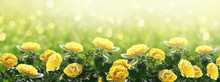 Mysterious Spring Or Summer Background  In Pastel Colors With Blooming Yellow Roses Flowers Blossom And Glowing Sparkle Bokeh