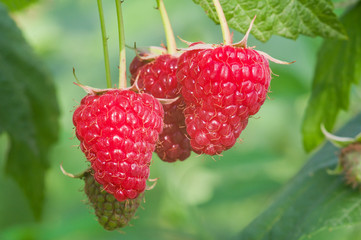 Wall Mural - Closeup of raspberry berries growing in the garden