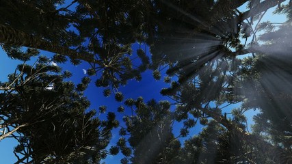 Wall Mural - Looking up through a circle of trees, clouds passing by and sun rays through the trees