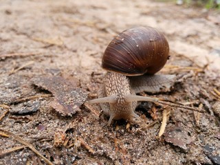 snail