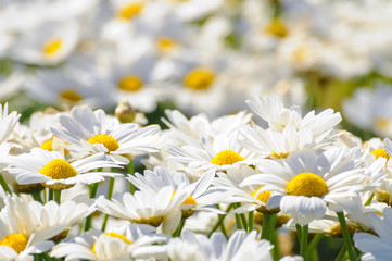 Wall Mural - Chamomile flowers background in sunny day close up. Concept: Summer, purity, white flowers, camomile