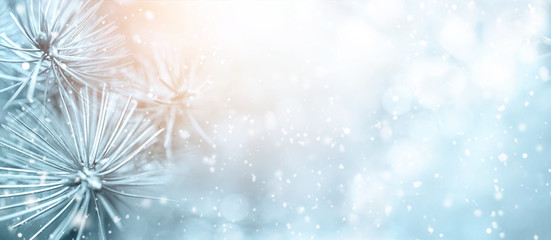 christmas winter snow background with fir branches macro with soft focus and snowfall in blue tones 