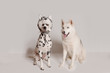 Dalmatian dog in husky hat copies the look of another siberian husky dog. Two funny dogs are sitting in front of camera on white background. Best friends, relationship concept. Copy space