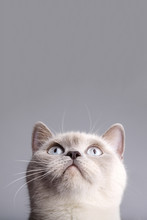 Closeup Photo Of British Short Hair Cat