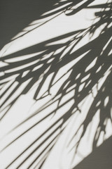 Wall Mural - Neutral floral composition with tropical palm branch silhouette. Flat lay, top view florist minimal exotic nature background.