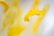 Flower Pistil Ultra Macro Close Up Background Texture
