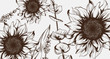 Sunflowers line art Vector. Hand drawn decor texture vintage styles