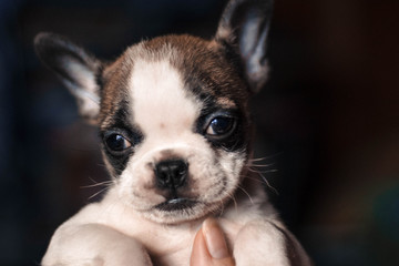 Cachorro Bulldog Francés