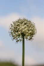 Beautiful Flowering Inflorescence A Bow On A Sky Background