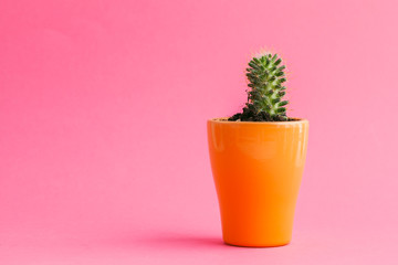 Sticker - Succulent plants on pastel pink background. Flat lay.