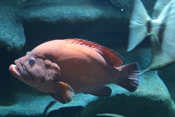 Wall Mural - Fish in sea water. Beautiful, colorful views