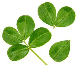 Peanut leaves isolated on white background. Collection