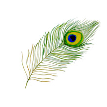 Watercolor Hand Drawn Peacock Feather On White Background