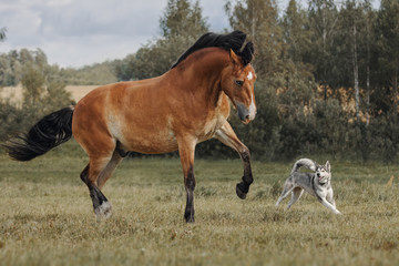 Wall Mural - Red horse playing with a big dog