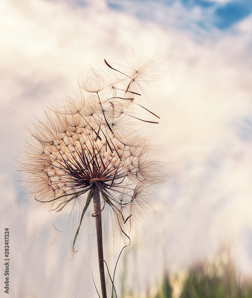 Huge fluffy white dandelion against the sky and clouds at sunset. - obrazy, fototapety, plakaty 