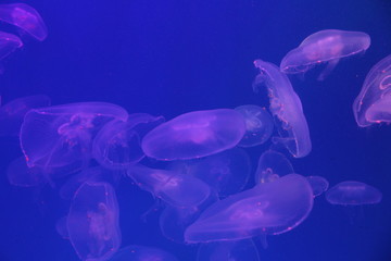 Wall Mural - Jellyfish in the sea illuminated by beautiful lights