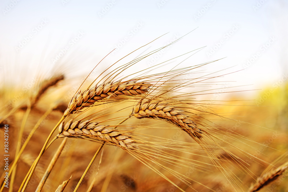 ear of wheat - obrazy, fototapety, plakaty 