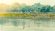 Flock Of Migratory Birds Flying Over Lake. The Freshwater And Coastal Bird Species Spotted In Western Ghats Region Of Nelapattu Bird Sanctuary Nellore Andhra Pradesh India. A Paradise For Avian Life.