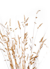 Naklejka na meble Backgound of wild flowers and grass