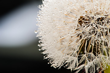 Dewy dandelion flower with water drops