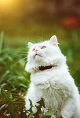 cat on the green grass