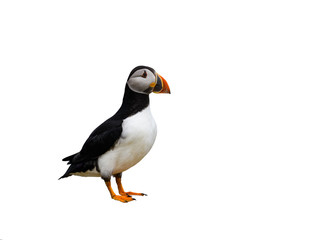 Wall Mural - Atlantic Puffin on White Background, Isolated Portrait