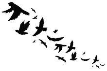 Flock Of Bird Migration Black Silhouette In Flying. Vector Illustration Isolated On White Background.