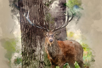 Wall Mural - digital watercolour painting of majestic powerful red deer stag cervus elaphus in forest landscape d