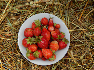 strawberries in a white plate on a background of hay