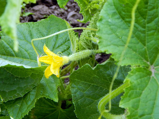 Wall Mural - A small cucumber grows in the garden